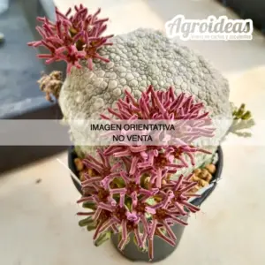 Pseudolithos migiurtinus X cubiformis "Ejemplar"