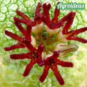 Pseudolithos migiurtinus