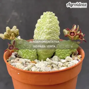 Pseudolithos migiurtinus X dodsonianus