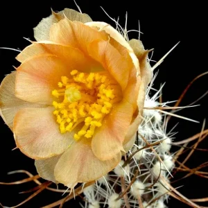 Pterocactus australis