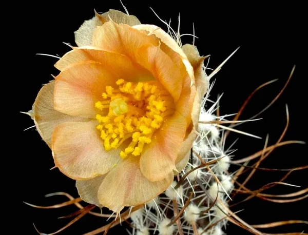 Pterocactus australis "Selección" - Imagen 2