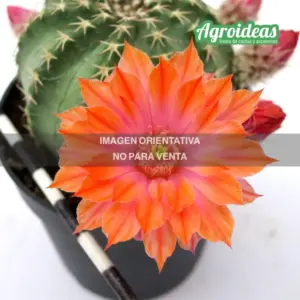 Echinocereus pulchellus cv. "Super Naranja" Ex. Agroideas