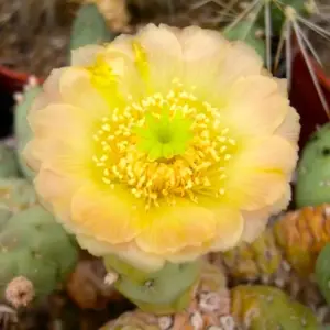 Puna mandragora