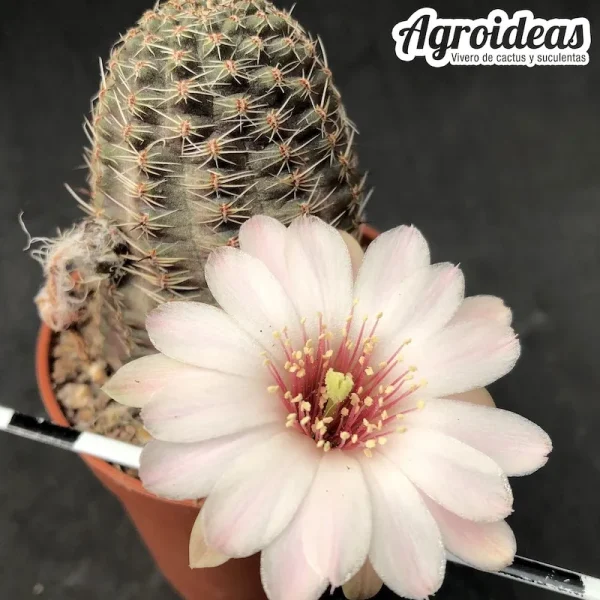 Rebutia pygmaea var. canacrucensis