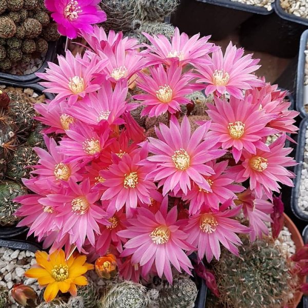 Rebutia "Dark maiden"