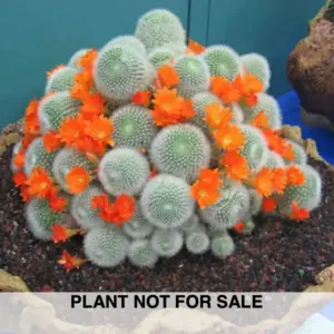 Rebutia muscula
