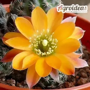 Rebutia pygmaea var. diersiana