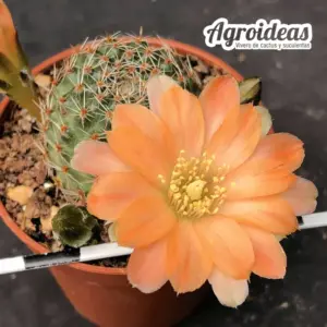Rebutia pygmaea var. mudanensis WR689