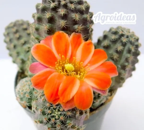 Rebutia pygmaea var. haagei