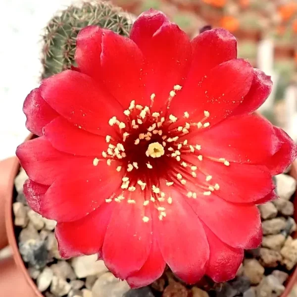 Rebutia pygmaea var. iscayachensis WR335