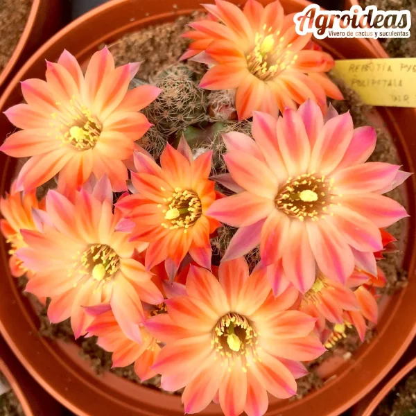 Rebutia pygmaea var. polipetala WR301