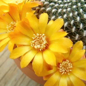 Sulcorebutia arenacea