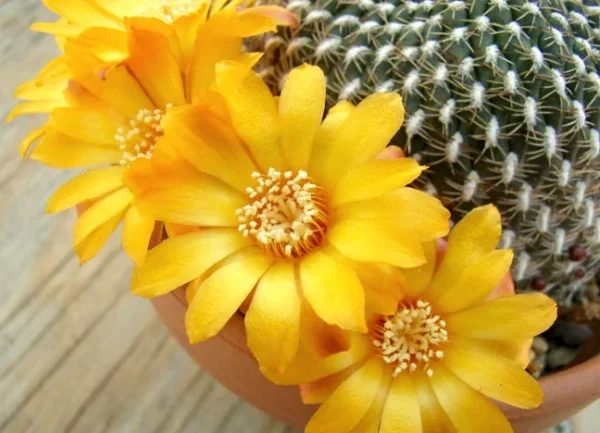 Sulcorebutia arenacea