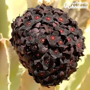 Caralluma acutangula