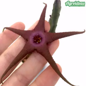 Stapelia flavopurpurea X schinzii