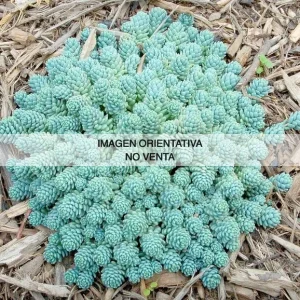 Sedum dasyphyllum "Blue Tears"