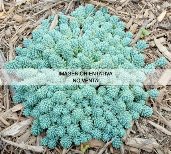 Sedum dasyphyllum "Blue Tears"