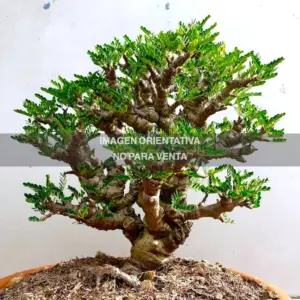 Senna meridionalis