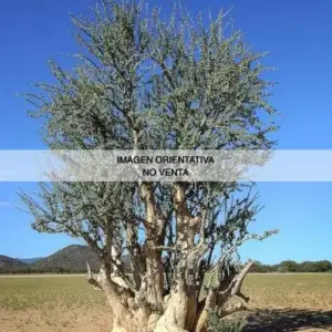 Sesamothamnus guerichii