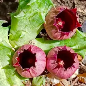 Huernia urceolata