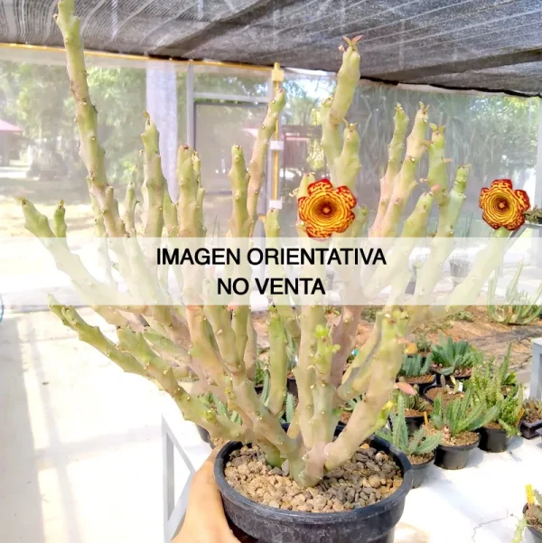 Caralluma socotrana x Frerea indica - Imagen 2