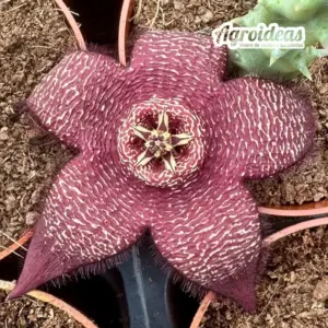 Stapelia comparabilis