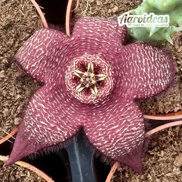 Stapelia comparabilis