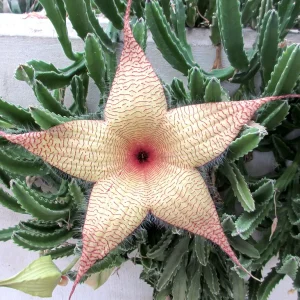 Stapelia gigantea