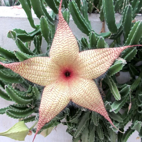 Stapelia gigantea