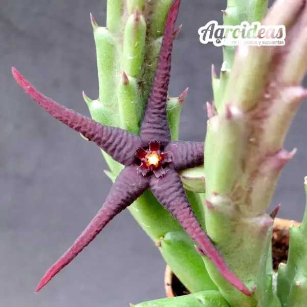 Stapelia hirsuta var. baylissii