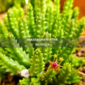 Stapelia parvula