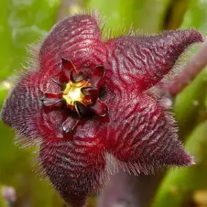 Stapelia paniculata var. scitula