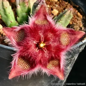 Stapelia obducta