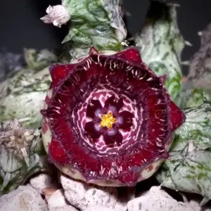 Stapelianthus X insignis