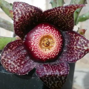 Stapelianthus hardyi