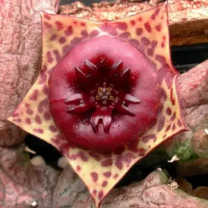 Stapelianthus keraudreniae