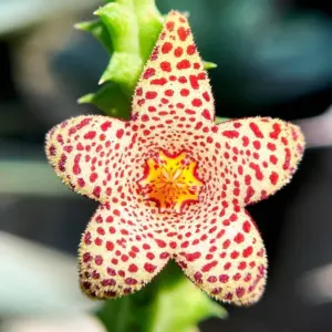 Stapelianthus madagascariensis X Piaranthus foetidus