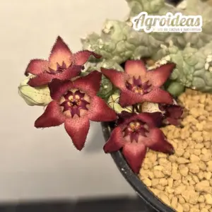 Stapelianthus madagascariensis x Pseudolithos migiurtinus