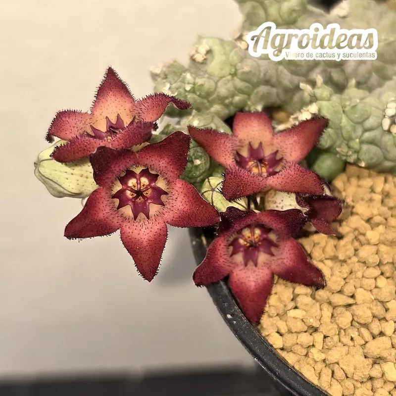 Stapelianthus madagascariensis x Pseudolithos migiurtinus