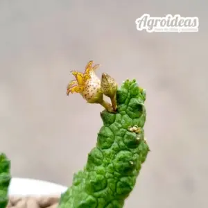 Stapelianthus madagascariensi x Pseudolithos caput-viperae