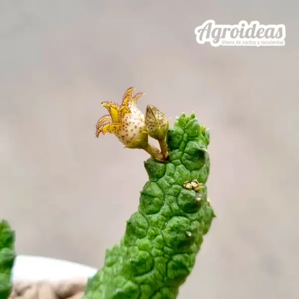 Stapelianthus madagascariensi x Pseudolithos caput-viperae