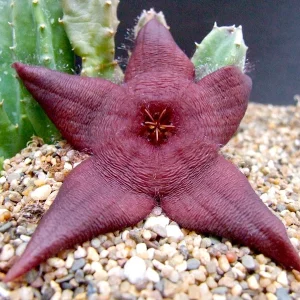 Stapelia schinzii var. schinzii