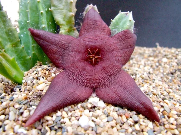 Stapelia schinzii var. schinzii
