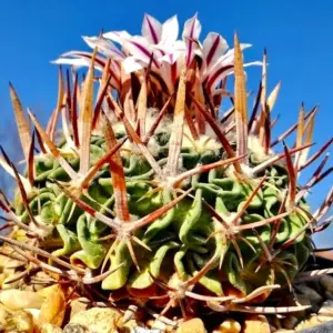 Echinofossulocactus phyllacanthus var. violaciflorus