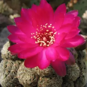 Sulcorebutia gemmae aff. 248 "Pampa Grande"