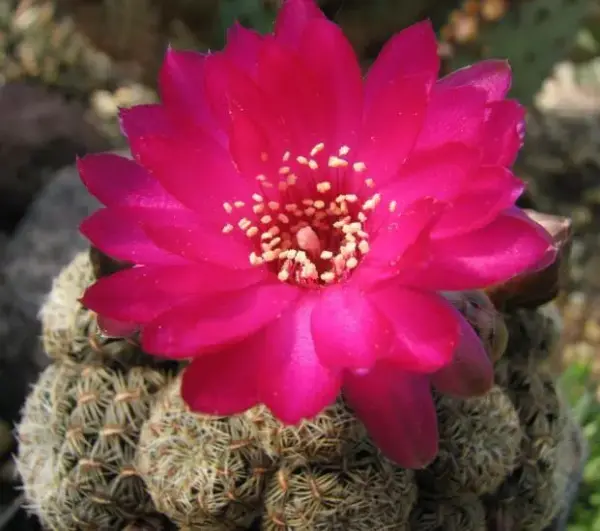 Sulcorebutia gemmae aff. 248 "Pampa Grande"