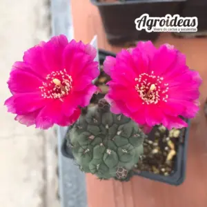 Sulcogartia rauschii x neumanniana