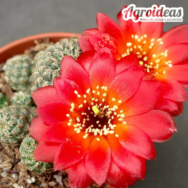 Sulcorebutia pulchra subsp. lenkae