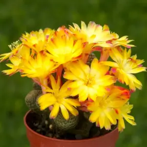 Sulcorebutia heliosoides