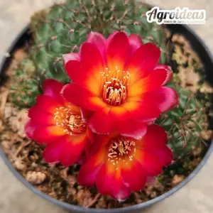 Sulcorebutia tarabucoensis